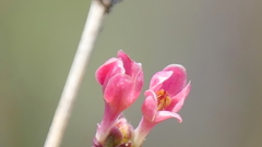 足立区柳原千草園のうぐいすかぐらのしべ