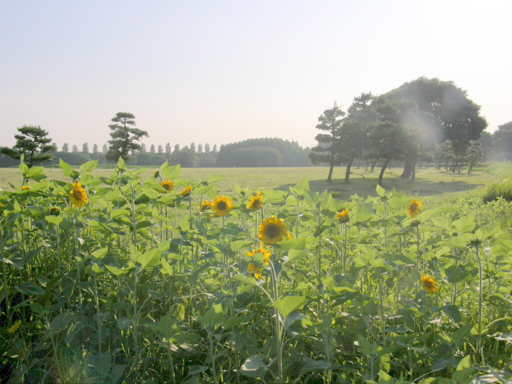 水元公園の逆光のひまわり