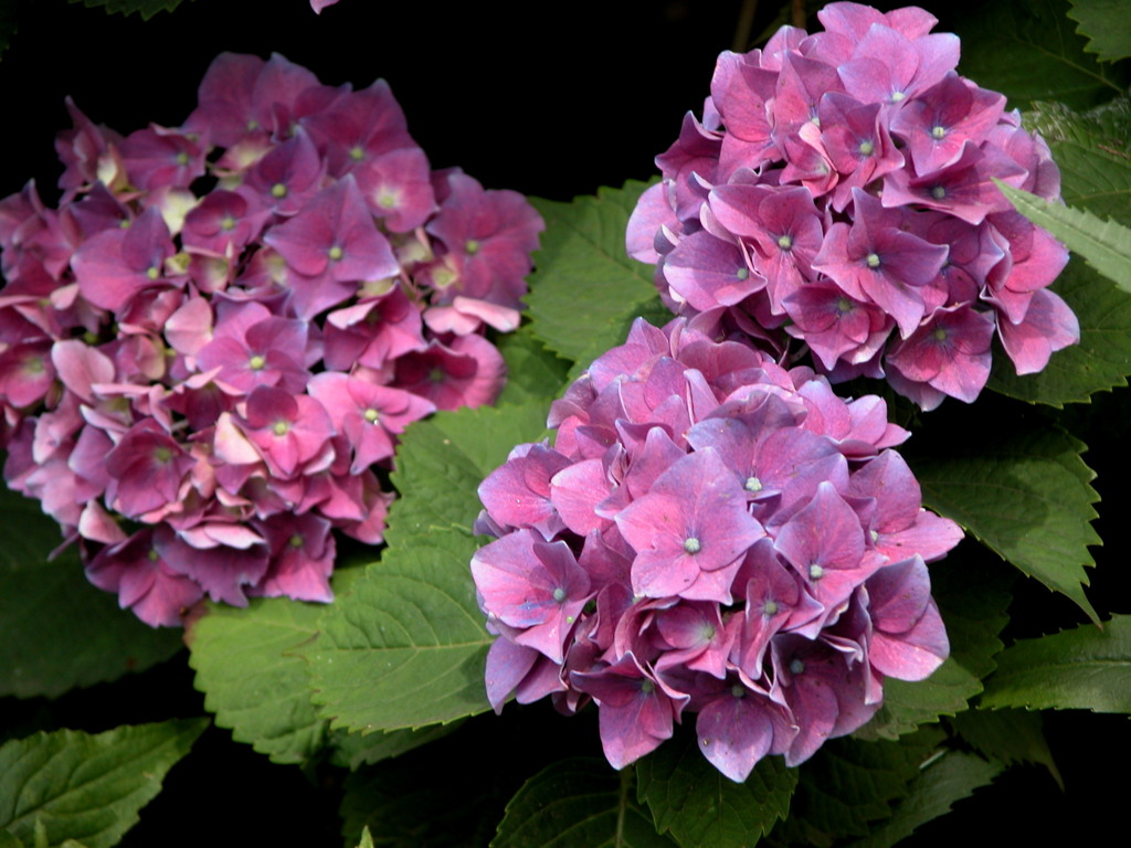 堀切菖蒲園のアジサイ