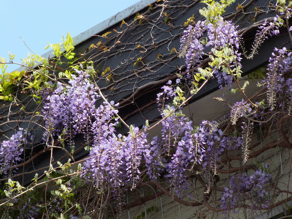 藤が咲く家