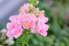 ピンクの八重咲キンギョソウ