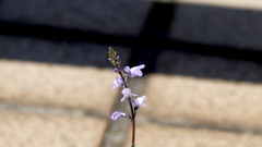 隅田川の橋のテラスにも