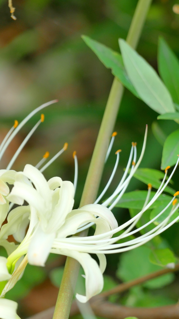 しろいりこりす
