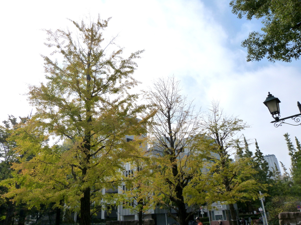 今は少なくなっている都会のイチョウ並木