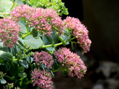 オオベンケイソウ