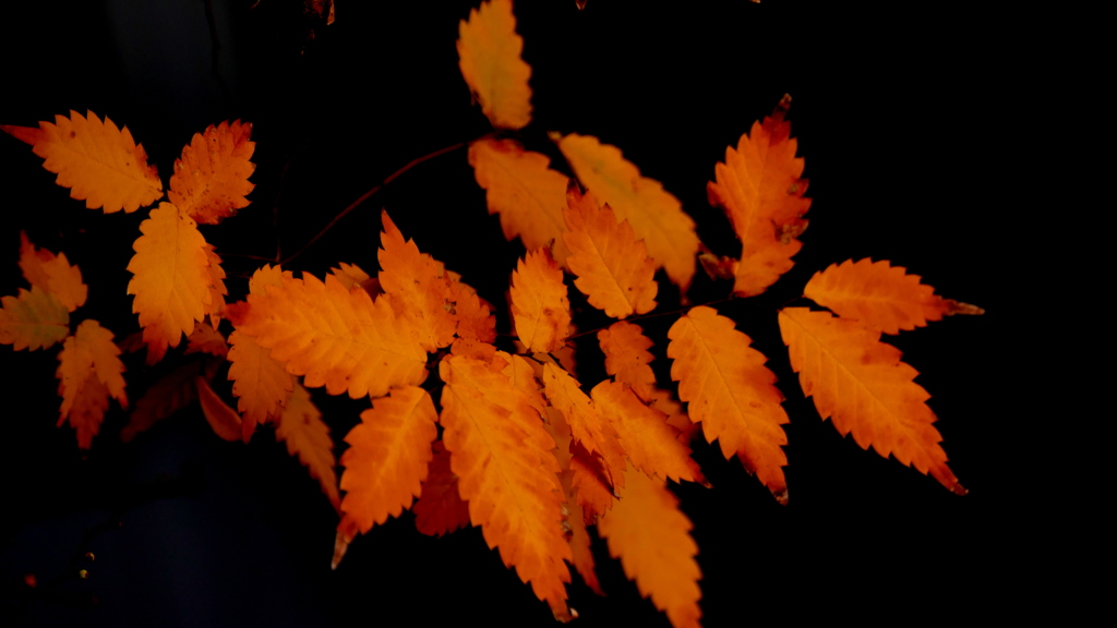 なんのきないき