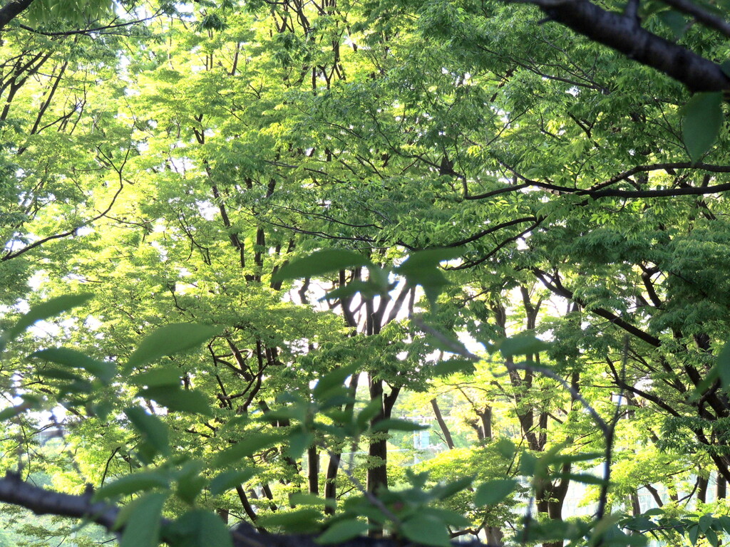 尾竹橋公園の新緑