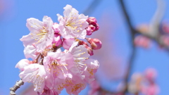 ツバキカン桜の蕊
