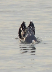 ’２３新春の隅田川のカワウのダイブの瞬間