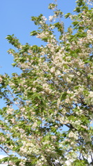 荒川堤高速下の里ザクラ一葉晩期