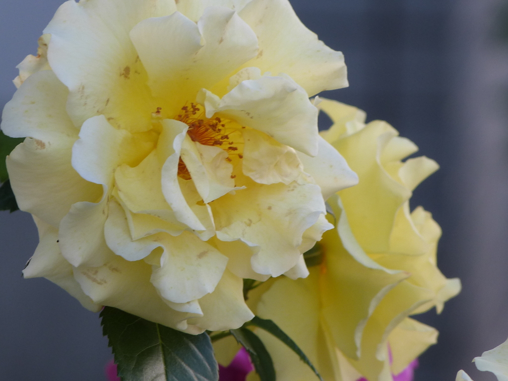 黄色の薔薇に見えますがシャクヤク