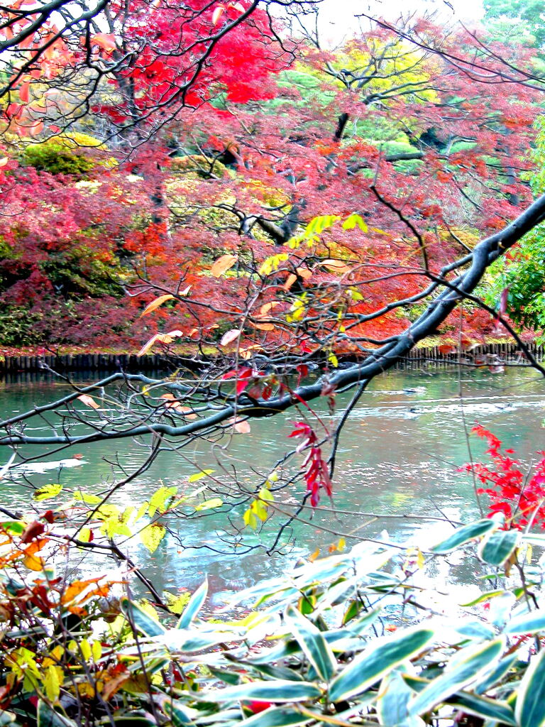 六義園の池之端の紅葉