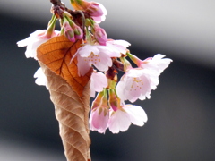 上野のオオカンザクラ