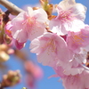 通院の帰りに、江北のマンションの前に、綺麗な河津桜