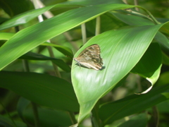 上高地にて、ヒメヒカゲ