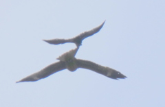 ’21大晦日のカラスと鳶の鬩ぎあい