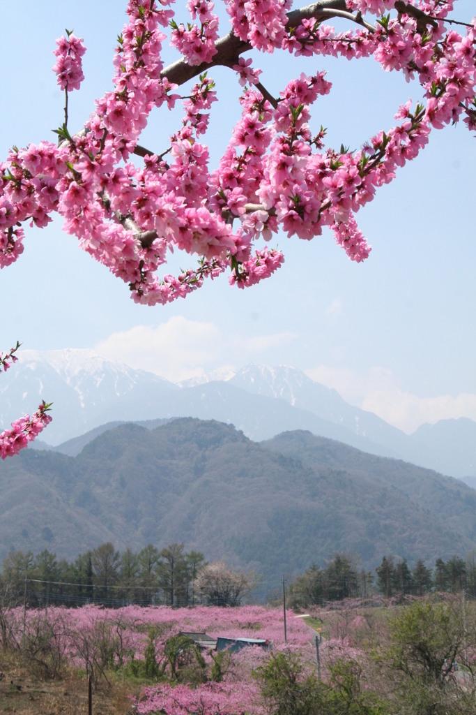 山梨北杜市の桃と甲斐駒ヶ岳