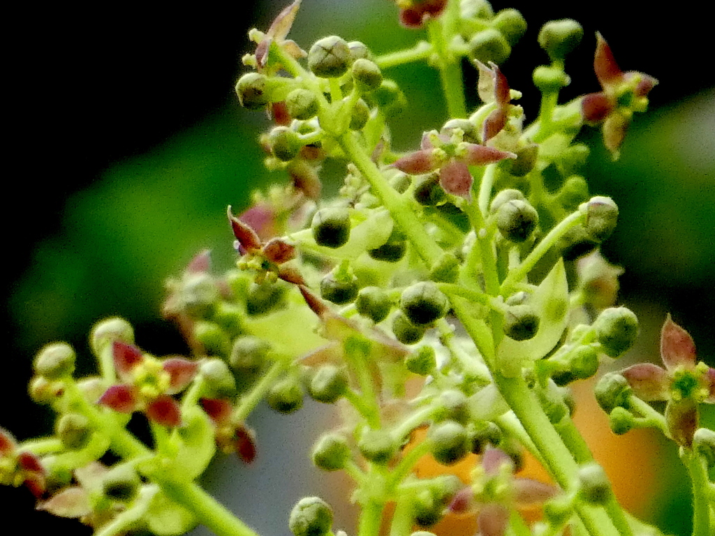 アオキの花