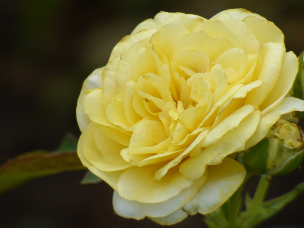 隅田川沿いの公園の薔薇・サンライトロマンテイカ