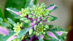 ブロッコリーではない