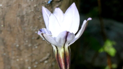 台東区橋場のろぼうのはなにら