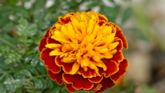 フレンチマリーゴールド秋