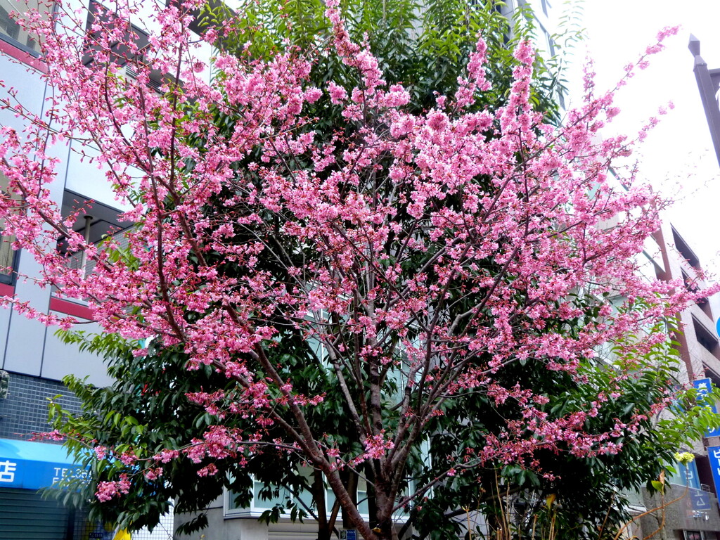 永代橋近くの新川の街路樹のおかめ桜