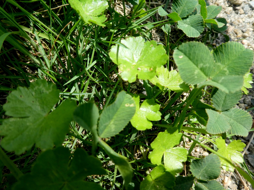 野草のチドメグサと詰め草の葉呉にて
