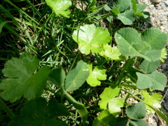 野草のチドメグサと詰め草の葉呉にて
