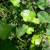 野草のチドメグサと詰め草の葉呉にて