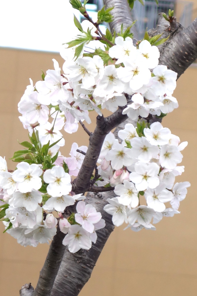 千住お化け煙突跡地の丸く纏まる大島桜