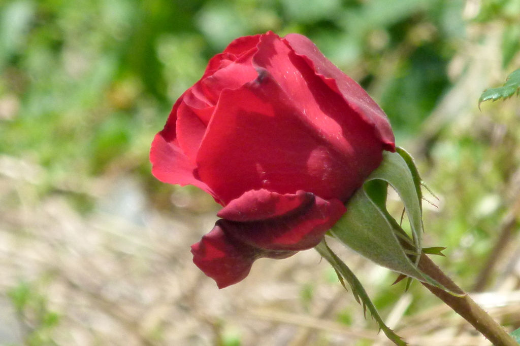 民家の前の赤いバラ