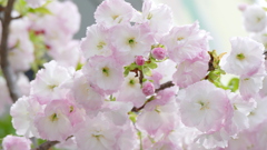 花壇に植えてある花期の長い里桜の一葉