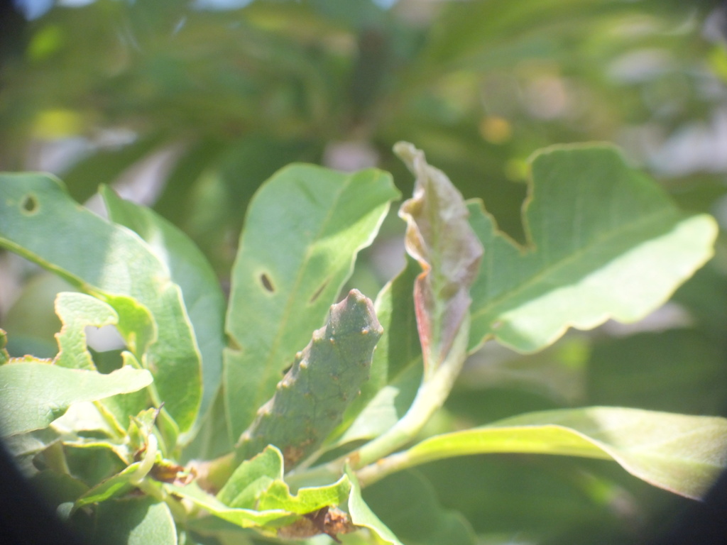 公園のシデコブシ