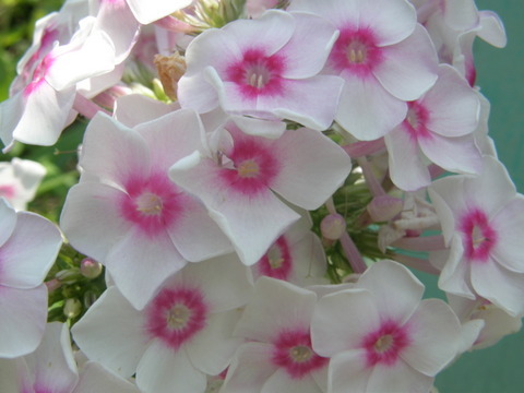 花魁草