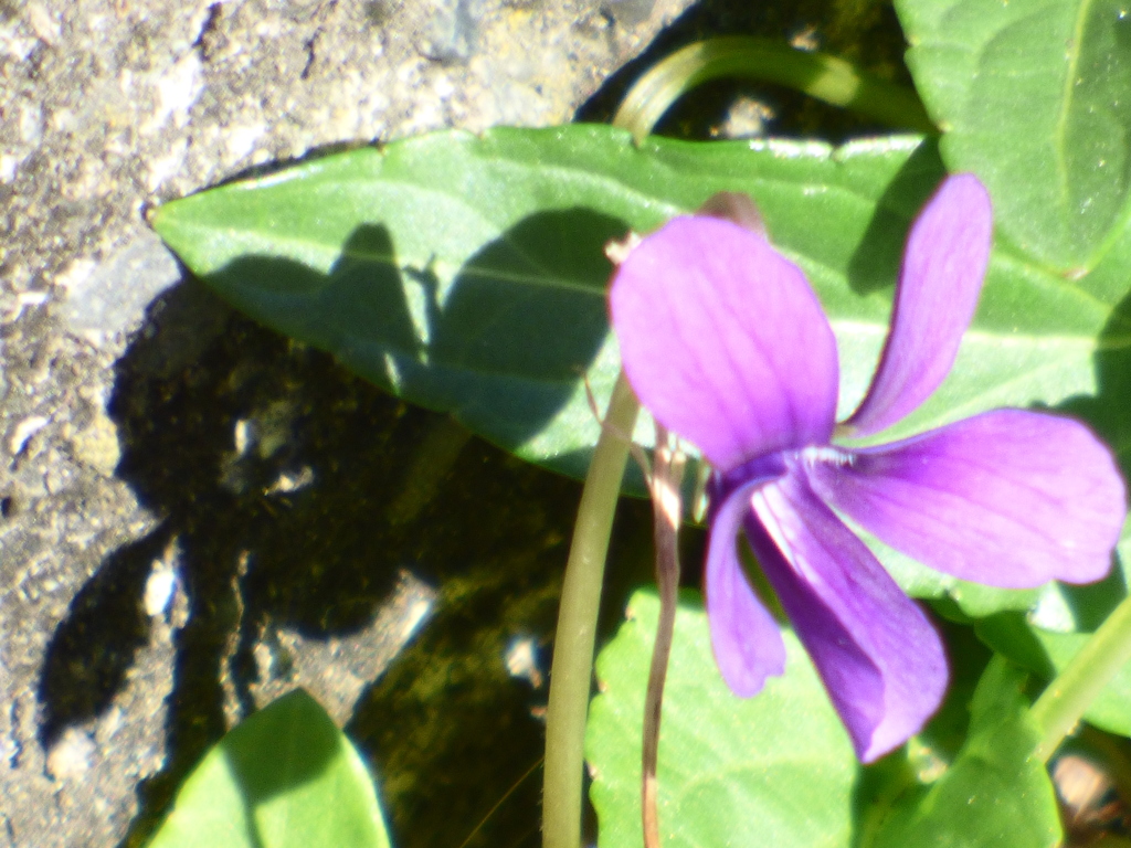影が長くともまだ咲いてるノジスミレ