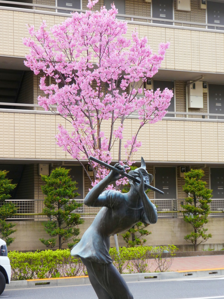 南千住の街路樹、陽光桜