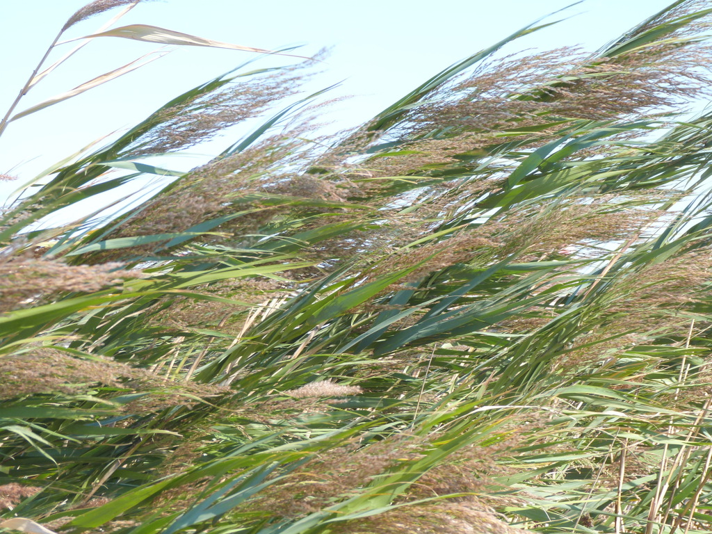 強風にめげずヨシ