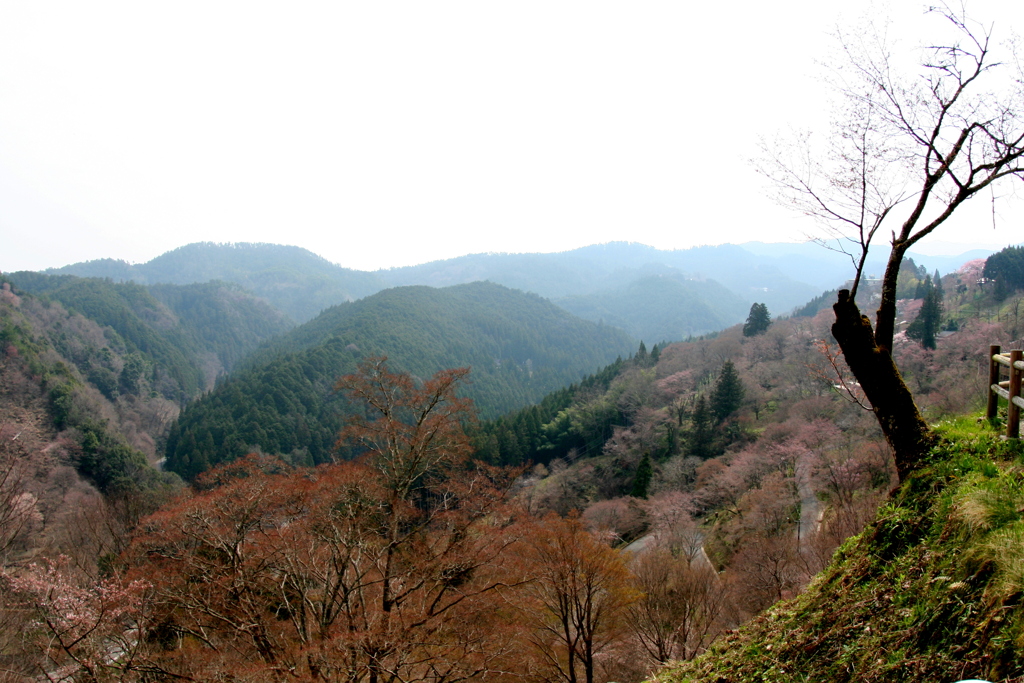 まだ絶景とは言えない吉野山の千本桜