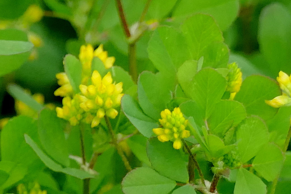 汐入の道端のコメツブ詰め草