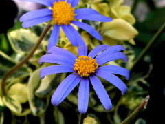 斑入りブルーデージー