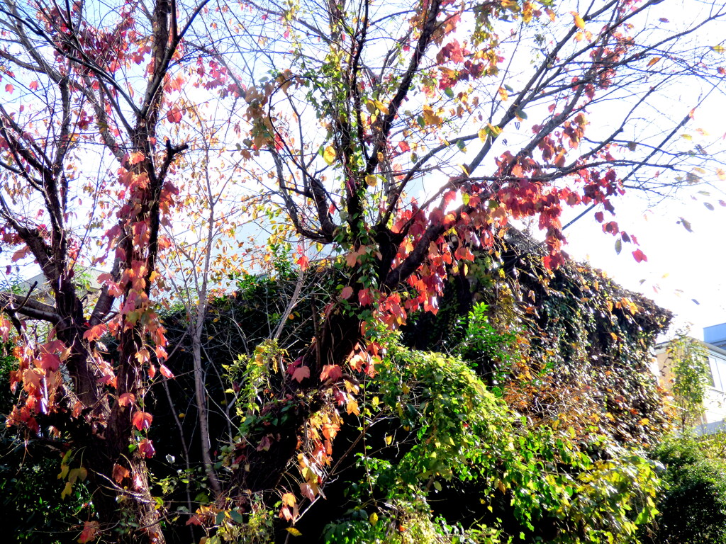下町の紅葉