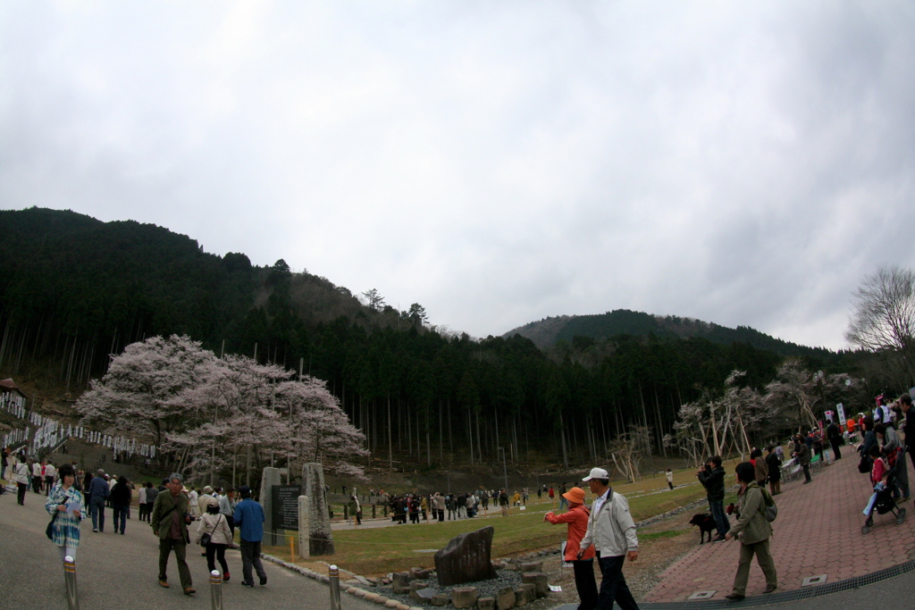 別角度の根尾谷の薄墨ザクラ