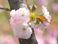 荒川堤の78種の里ザクラの一つ北斎
