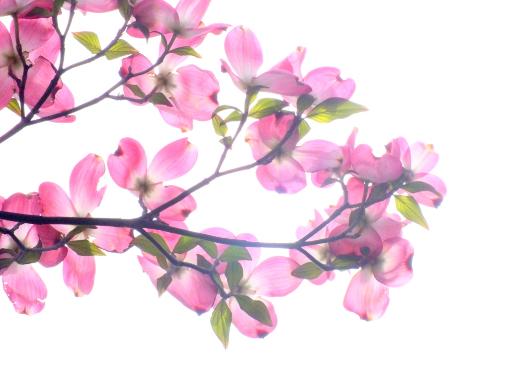 千住の赤いハナミズキ