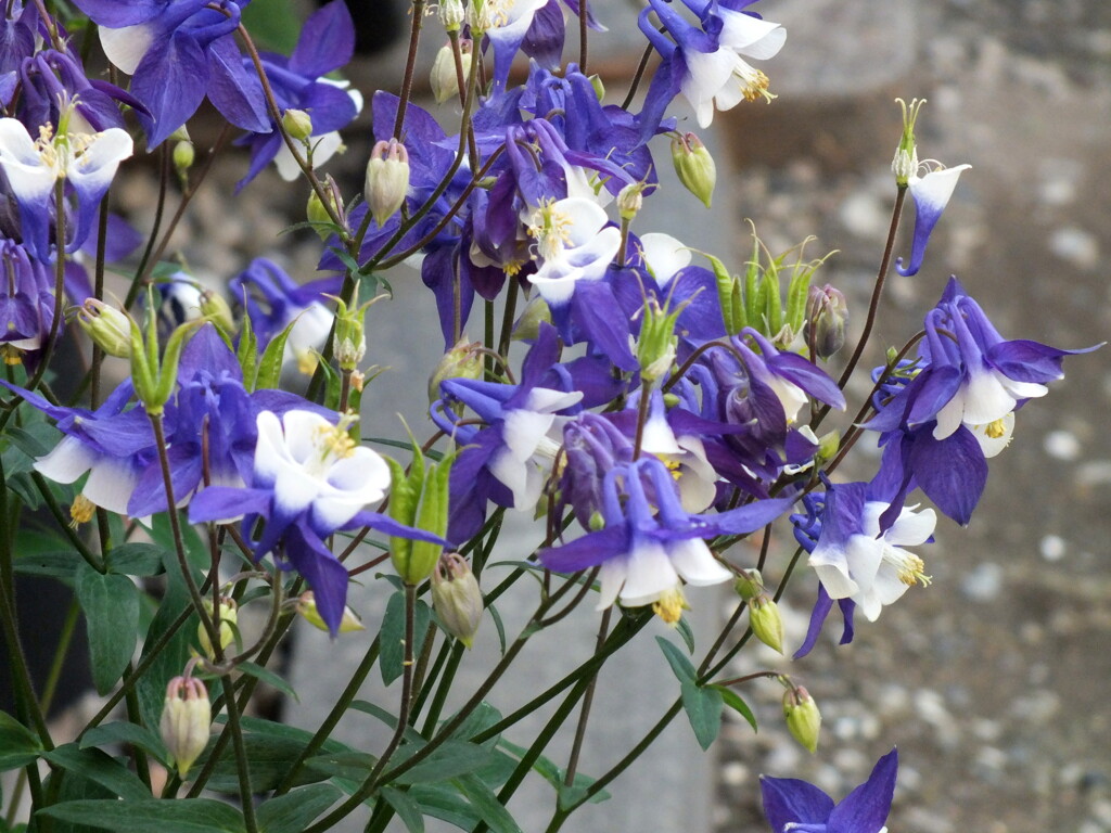オダマキ沢山咲いてる