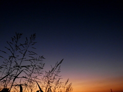 セイバンもろこしと夕空