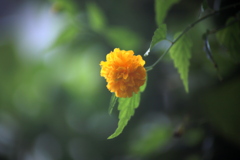 ちょこちょこと咲きます