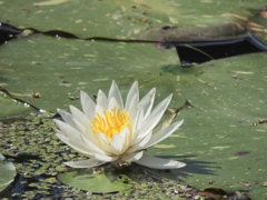 しょうぶえんのすいれん