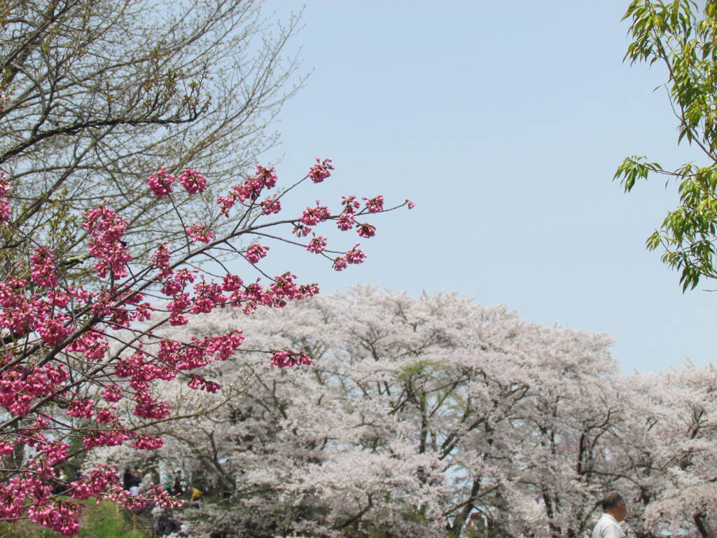 三春のソメイヨシノ,手前の桜はカンヒザクラ
